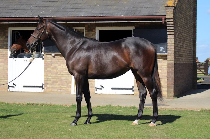 Shalaa x Sarlisa (filly)