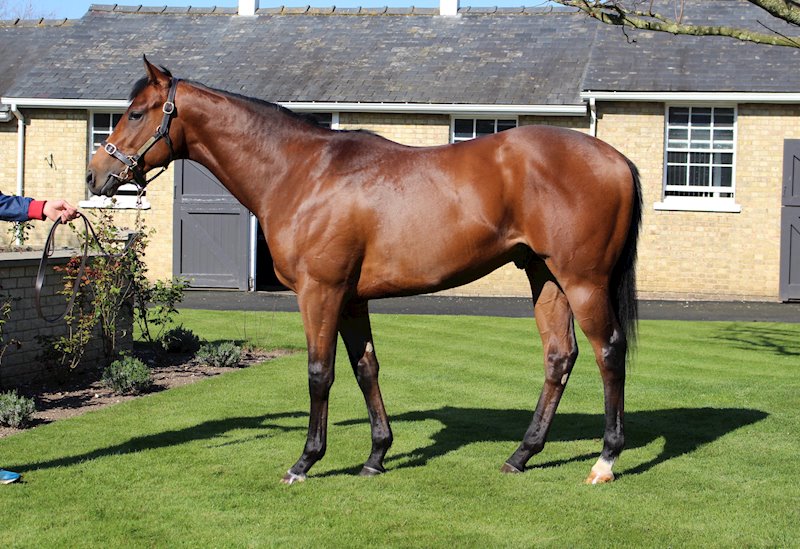 Magnetised (2yo b c by Shamardal ex Princess Nada)