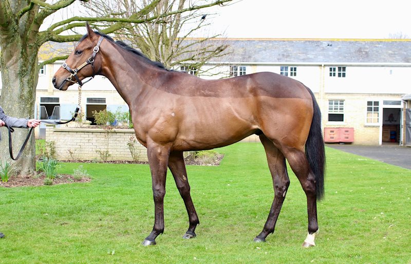 Imperial Yellow (New Bay x Soteria) - pictured March 2020