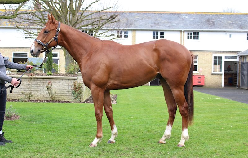 Kratos (Equiano x Miss Rimex) - pictured March 2020