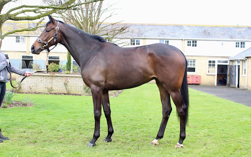 Shalaa x Sarlisa - pictured March 2020