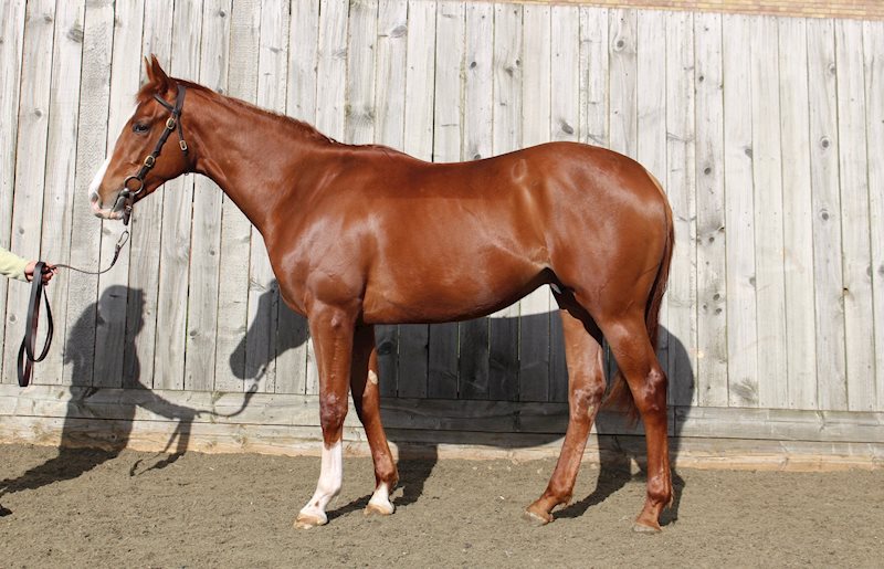 Mayson x Moon Goddess - pictured March 2020