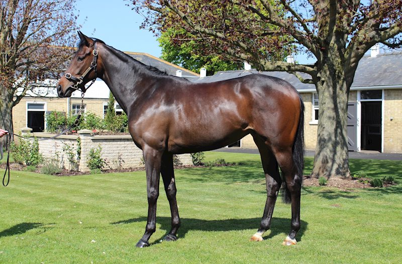 Shalaa x Sarlisa - pictured April 2020