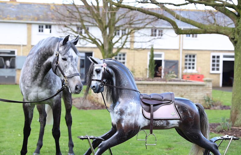Defoe meeting 'Defoe' in the main yard at Carlburg Stables (Feb 2020)