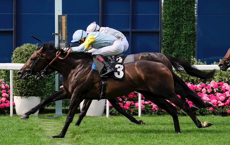 Shandoz gets his head in front on the line to win The Alistair Haggis Memorial Handicap