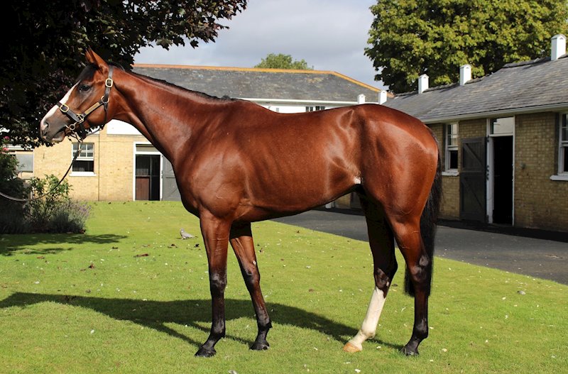 Union (New Approach x Shahnila)