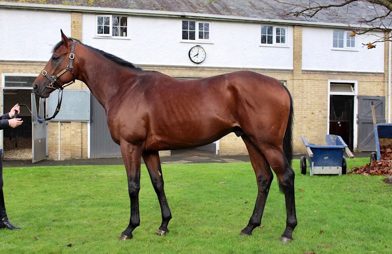 Lydford (3yo colt by Fastnet Rock x Miss Brown To You)