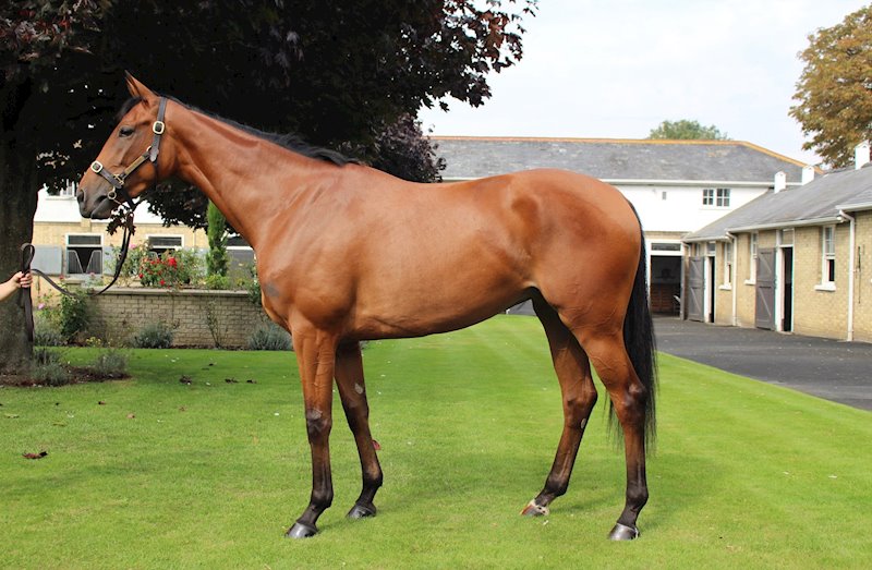 Teona (Sea The Stars x Ambivalent)