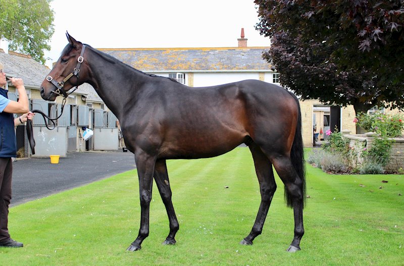 Legion Of Honour (Wootton Bassett x Miss Vendome)