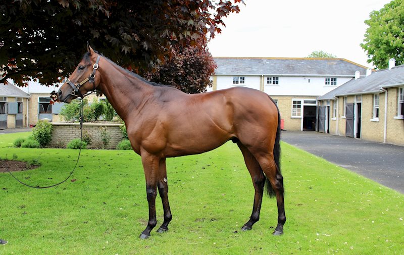 Nine Tales (June 2021)