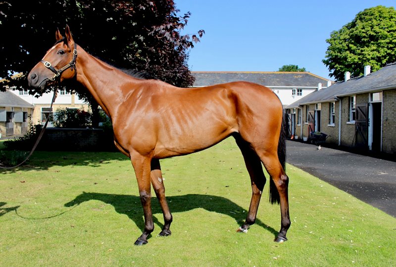 Teona (IRE) - August 2021