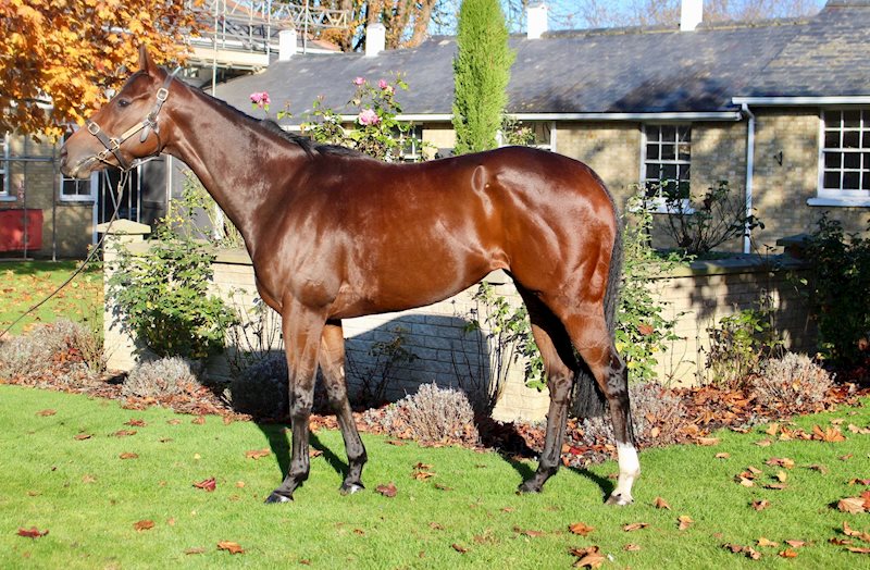NIZAAKA (GB) November on the yard