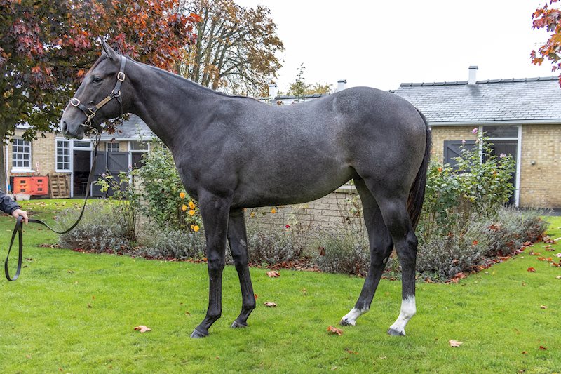 Phoenix Of Spain ex Pearly Empress 21 - 26th October 2022.